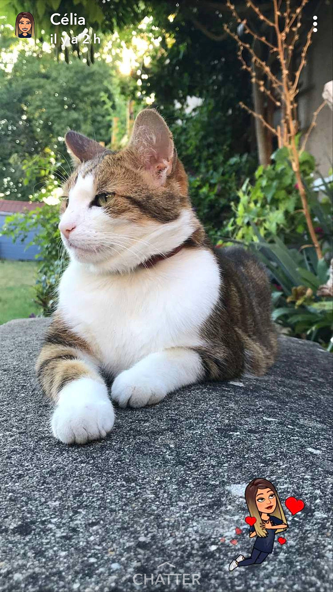 Roocky participe au concours pour gagner de l'argent avec cette photo : aegean_cat, cat, cat_like_mammal, domestic_short_haired_cat, european_shorthair, fauna, fur, grass, headwear, joy, kitten, person, small_to_medium_sized_cats, snout, tail, whiskers