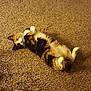Aztec is registered to the contest to win money with this photo: cat, calico_cat, carpet, indoor, shoes, sneakers, pet, animal, fur, paws, lying_down, floor, curious, domestic, cute, relaxed, home, texture, brown, cozy