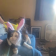 Aztec joined the competition — help win amazing prizes! cat, bunny_ears, indoor, person, furniture, curtains, window, shoe, fan, framed_picture, lap, calico_cat, pet, relaxing, sunlight, carpet, chair, animal, cute, cozy
