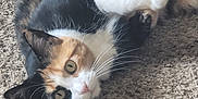 Aztec is registered to the contest to win money with this photo: cat, calico, pet, feline, lying_down, carpet, fur, whiskers, relaxed, curious, indoor, animal, mammal, domestic, cute, closeup, portrait, soft, texture, resting
