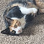 cat, calico, pet, feline, lying_down, carpet, fur, whiskers, relaxed, curious, indoor, animal, mammal, domestic, cute, closeup, portrait, soft, texture, resting