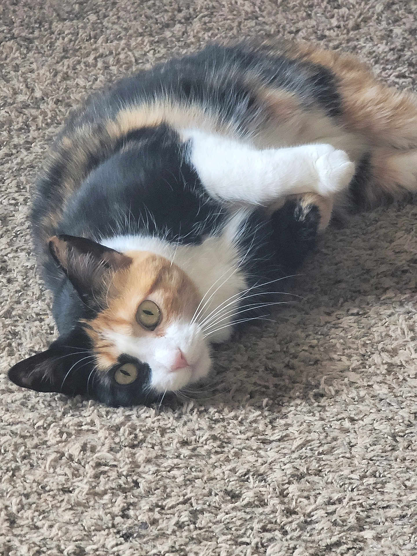 Aztec is registered to the contest to win money with this photo: cat, calico, pet, feline, lying_down, carpet, fur, whiskers, relaxed, curious, indoor, animal, mammal, domestic, cute, closeup, portrait, soft, texture, resting