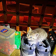 Lily is registered to the contest to win money with this photo: kitten, cat, shoes, sneakers, indoor, pet_food, container, candy, toy, floor, carpet, wooden_fence, household_items, curious, small_animal, feline, cozy, warm_lighting, domestic, cute