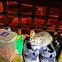 kitten, cat, shoes, sneakers, indoor, pet_food, container, candy, toy, floor, carpet, wooden_fence, household_items, curious, small_animal, feline, cozy, warm_lighting, domestic, cute