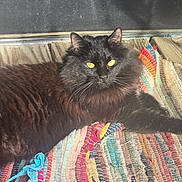 Zyla is registered to the contest to win money with this photo: animal, black_cat, cat, close_up, colorful_rug, cozy, feline, fluffy_fur, home, indoor, lying_down, pet, portrait, relaxed, resting, sunlight, texture, wooden_floor, woven_rug, yellow_eyes