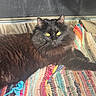 animal, black_cat, cat, close_up, colorful_rug, cozy, feline, fluffy_fur, home, indoor, lying_down, pet, portrait, relaxed, resting, sunlight, texture, wooden_floor, woven_rug, yellow_eyes