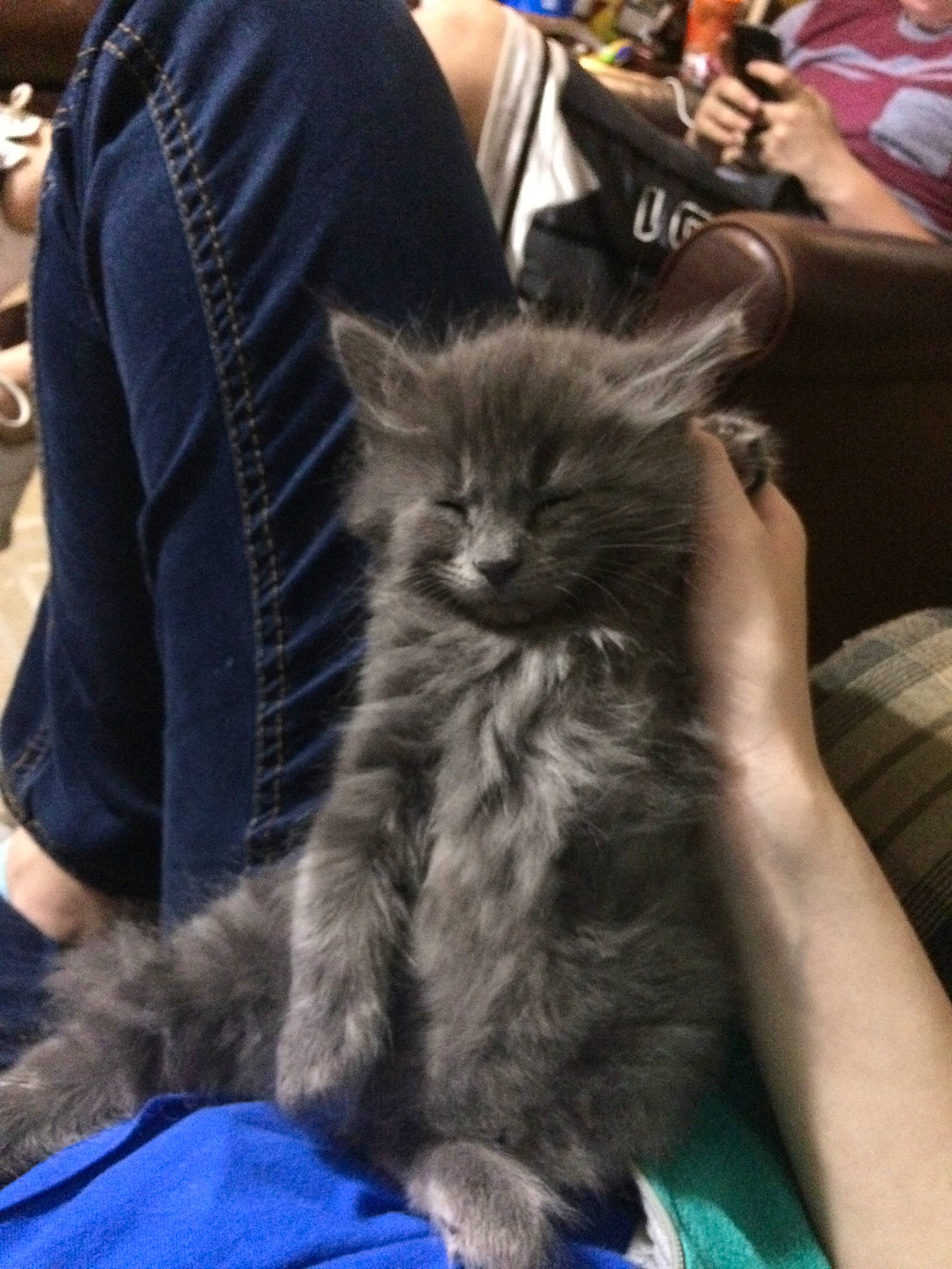 Hops  joined the competition — help win amazing prizes! asian, asian_semi_longhair, carnivore, cat, domestic_long_haired_cat, felidae, fur, kitten, maine_coon, mammal, nebelung, norwegian_forest_cat, small_to_medium_sized_cats, whiskers