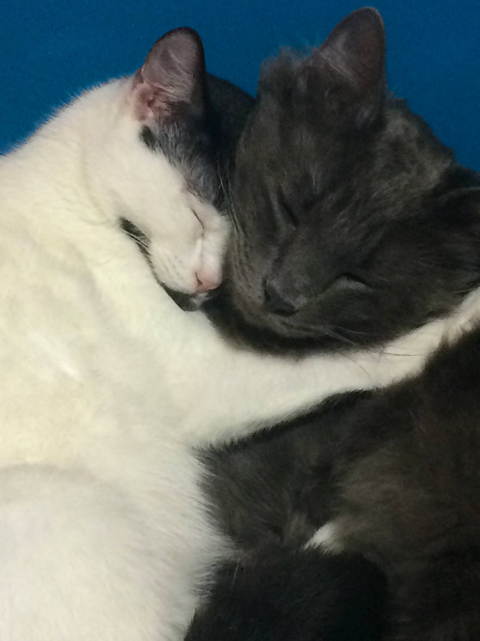 Hops  is registered to the contest to win money with this photo: aegean_cat, american_wirehair, black_and_white, carnivore, cat, domestic_short_haired_cat, ear, european_shorthair, felidae, fur, kitten, nap, polydactyl_cat, sky, sleep, small_to_medium_sized_cats, snout, tail, whiskers, white