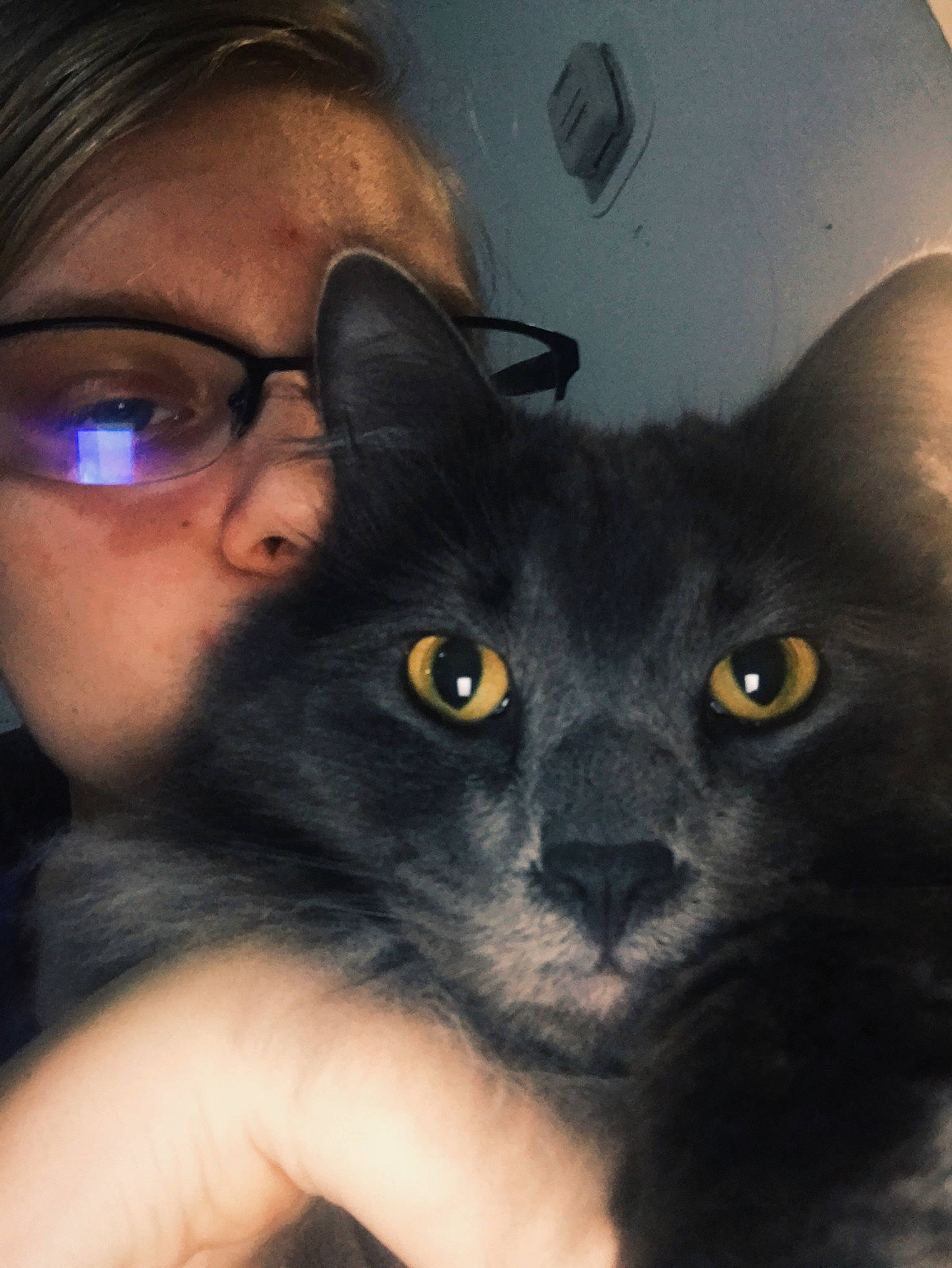 Hops  joined the competition — help win amazing prizes! black_cat, black_hair, bombay, carnivore, cat, ear, eye, eyewear, face, felidae, iris, korat, nebelung, nose, photography, selfie, skin, small_to_medium_sized_cats, snout, whiskers
