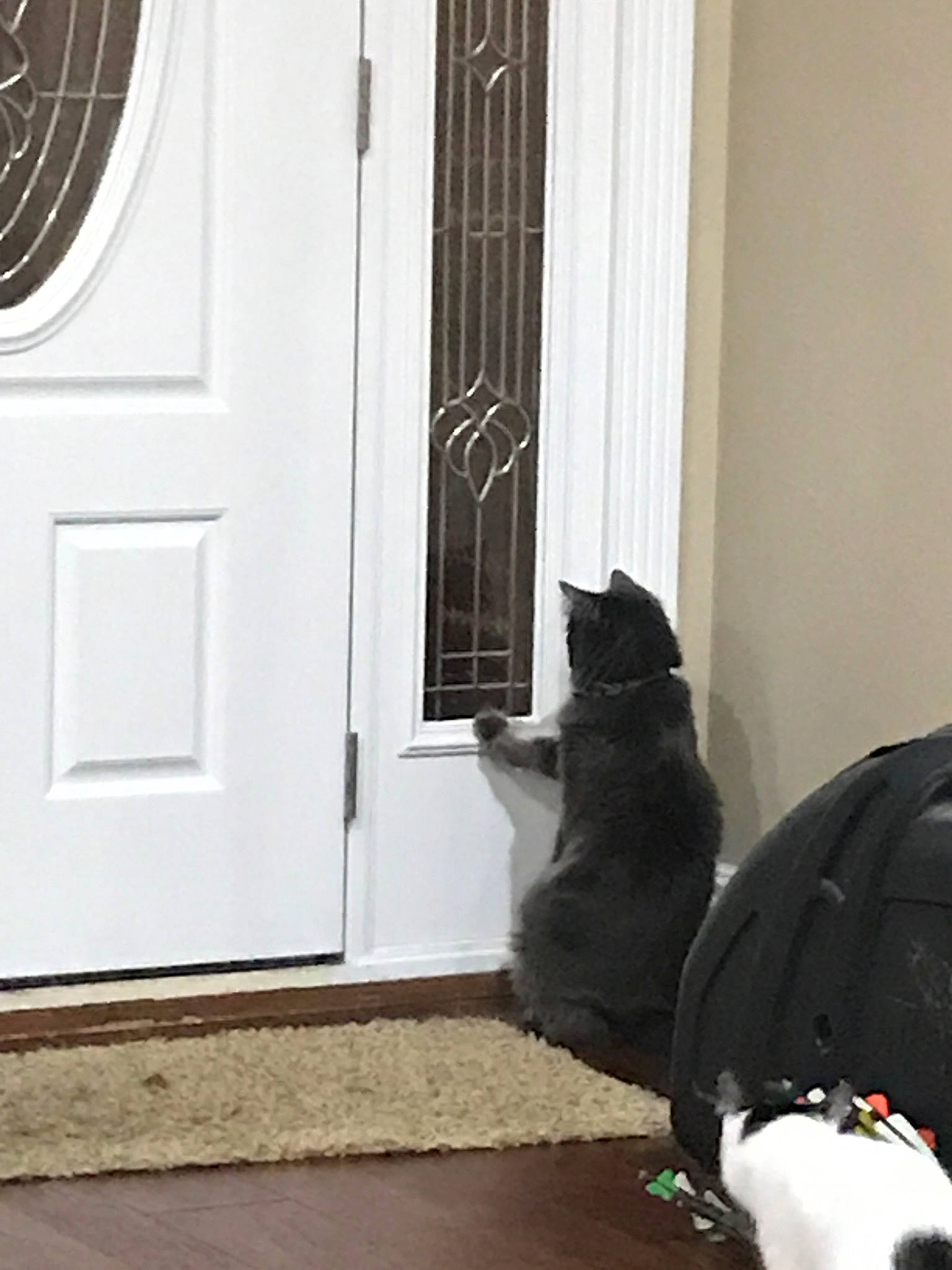 Hops  is registered to the contest to win money with this photo: black, black_cat, carnivore, cat, door, felidae, floor, home, house, interior_design, polydactyl_cat, room, small_to_medium_sized_cats, tail, whiskers, window