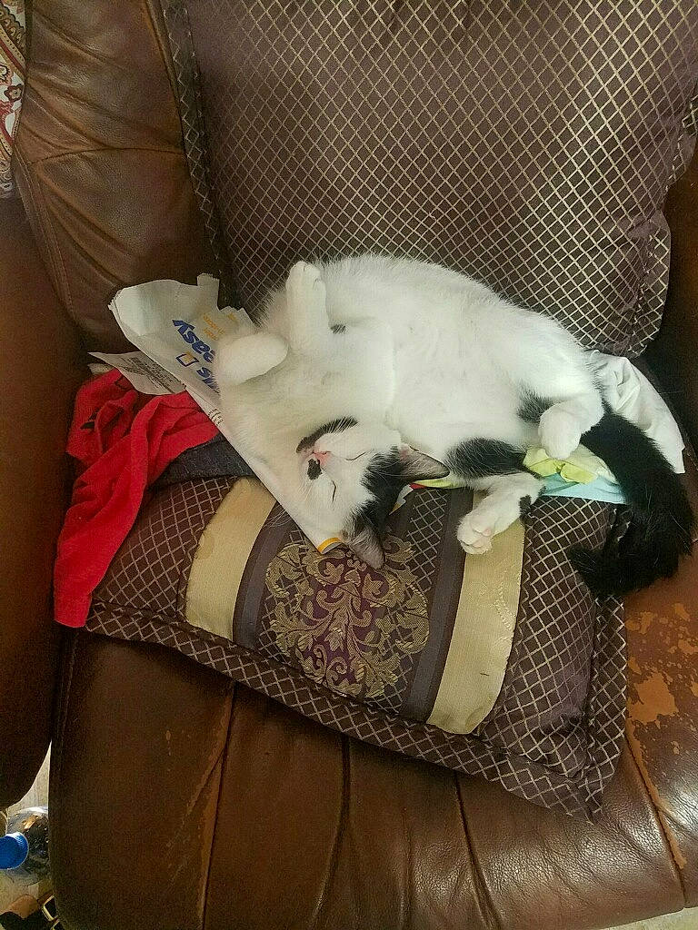 Mittens is registered to the contest to win money with this photo: canidae, carnivore, cat, non_sporting_group