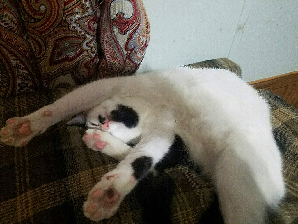 Mittens is registered to the contest to win money with this photo: carnivore, cat, claw, ear, felidae, fur, japanese_bobtail, kitten, nap, nose, paw, polydactyl_cat, skin, small_to_medium_sized_cats, tail, turkish_angora, turkish_van, whiskers