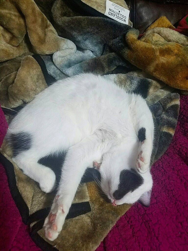 Mittens is registered to the contest to win money with this photo: carnivore, cat, felidae, nap, paw, small_to_medium_sized_cats, tail, whiskers