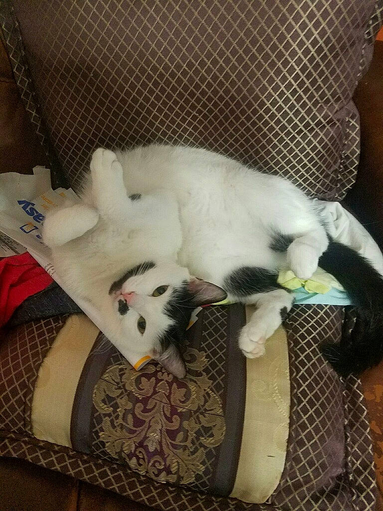 Mittens joined the competition — help win amazing prizes! canidae, carnivore, cat, felidae, kitten, small_to_medium_sized_cats, tail, whiskers