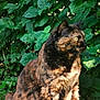 animal, cat, close_up, curious, daylight, domestic_animal, feline, fur, grass, greenery, leaves, mammal, nature, outdoor, pet, profile_view, sitting, sunlight, tortoiseshell_cat, yellow_eyes