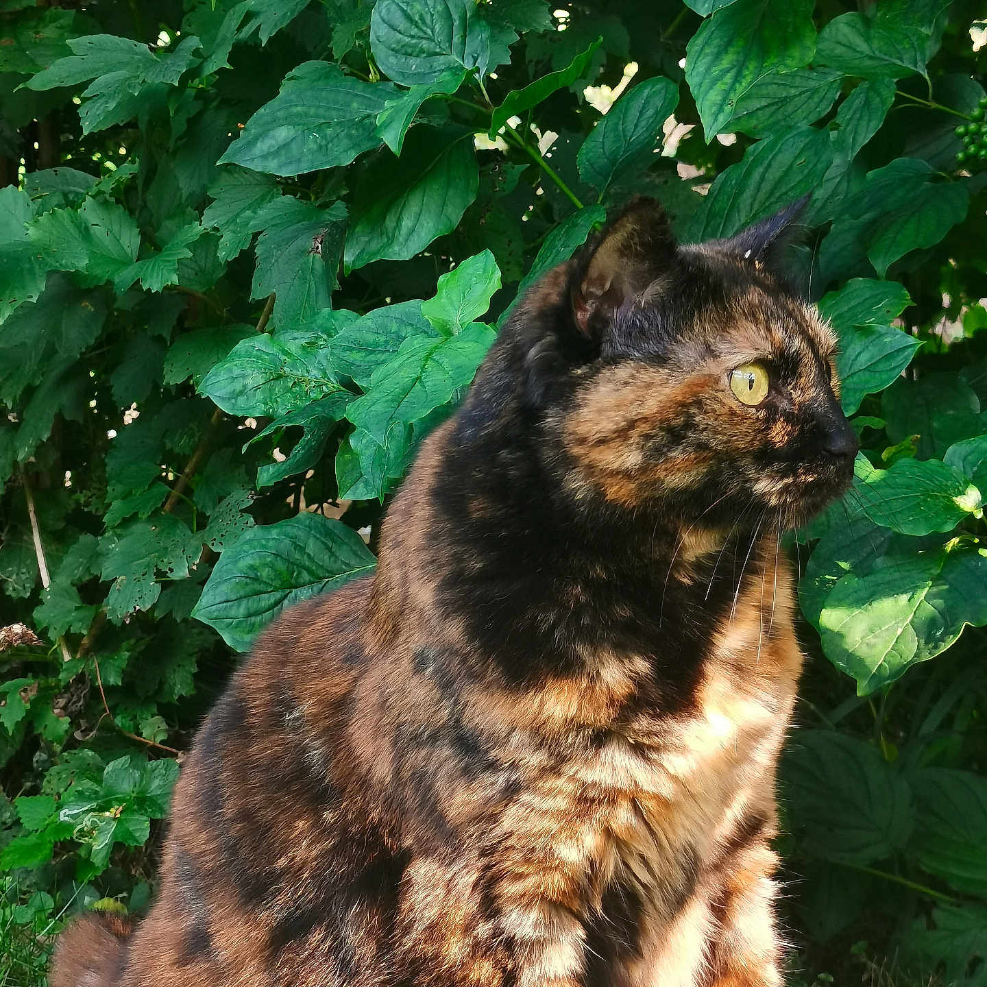 Nala a rejoint le concours — aidez-le/la à gagner de superbes lots ! animal, cat, close_up, curious, daylight, domestic_animal, feline, fur, grass, greenery, leaves, mammal, nature, outdoor, pet, profile_view, sitting, sunlight, tortoiseshell_cat, yellow_eyes