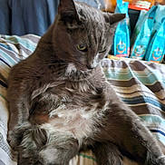 Danny is registered to the contest to win money with this photo: cat, gray_cat, pet, feline, bed, striped_bedspread, indoor, furniture, wooden_drawer, relaxed, sitting, fluffy, fur, animal, domestic_animal, cute, sleepy, close_up, household, cozy