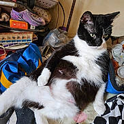Little Bit is registered to the contest to win money with this photo: animal, bag, black_and_white, casual_pose, cat, cluttered_background, curious, domestic, fabric, floor, fur, green_eyes, household, indoor, pet, purple_shoe, relaxed, resting, seated, whiskers
