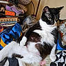 animal, bag, black_and_white, casual_pose, cat, cluttered_background, curious, domestic, fabric, floor, fur, green_eyes, household, indoor, pet, purple_shoe, relaxed, resting, seated, whiskers