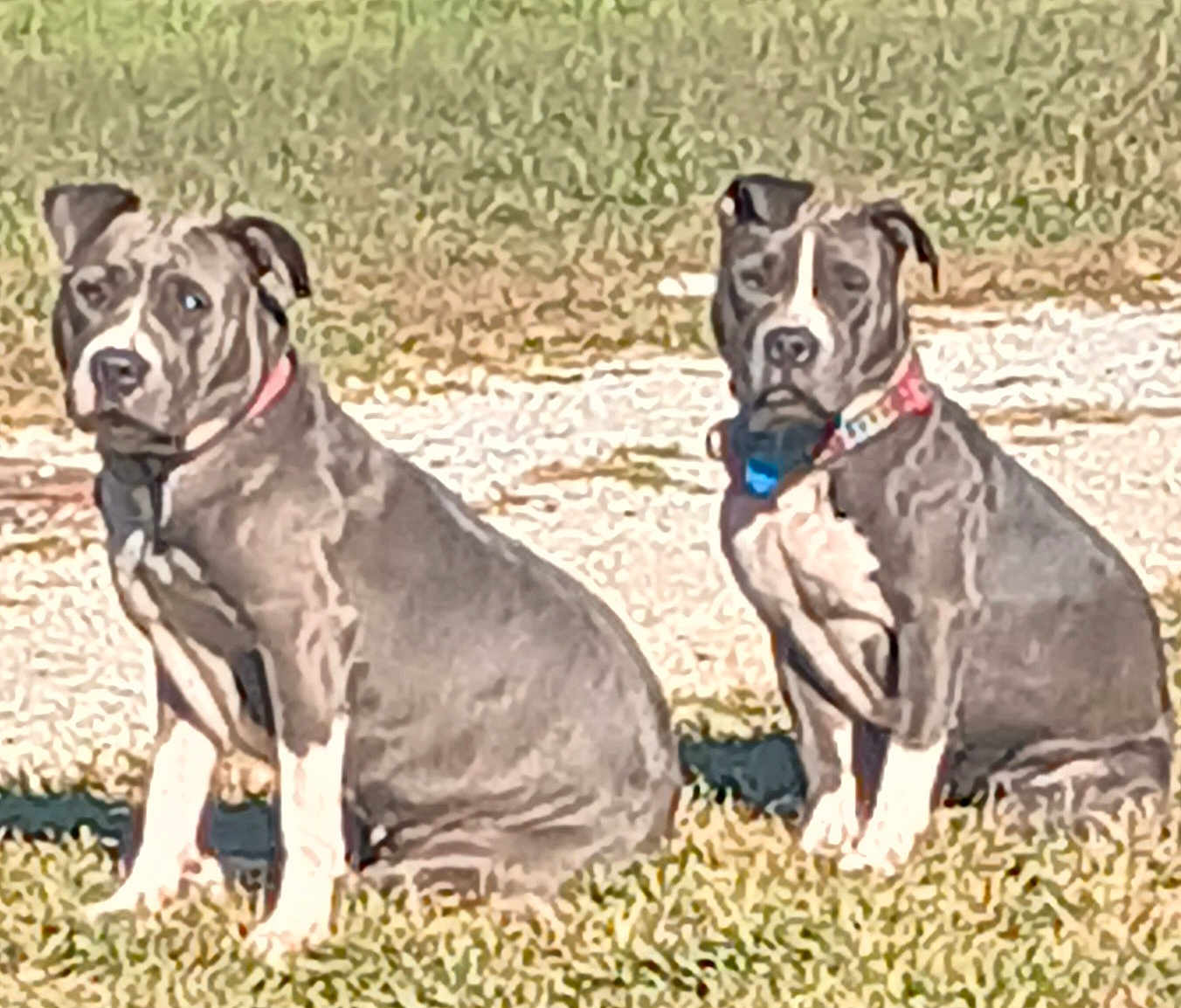 Adele And Delilah joined the competition — help win amazing prizes! dog, canine, pet, outdoor, grass, sitting, two_dogs, gray_dog, white_markings, collar, nature, daylight, animal, companions, portrait, mammal, ears, snout, watchful, leisure