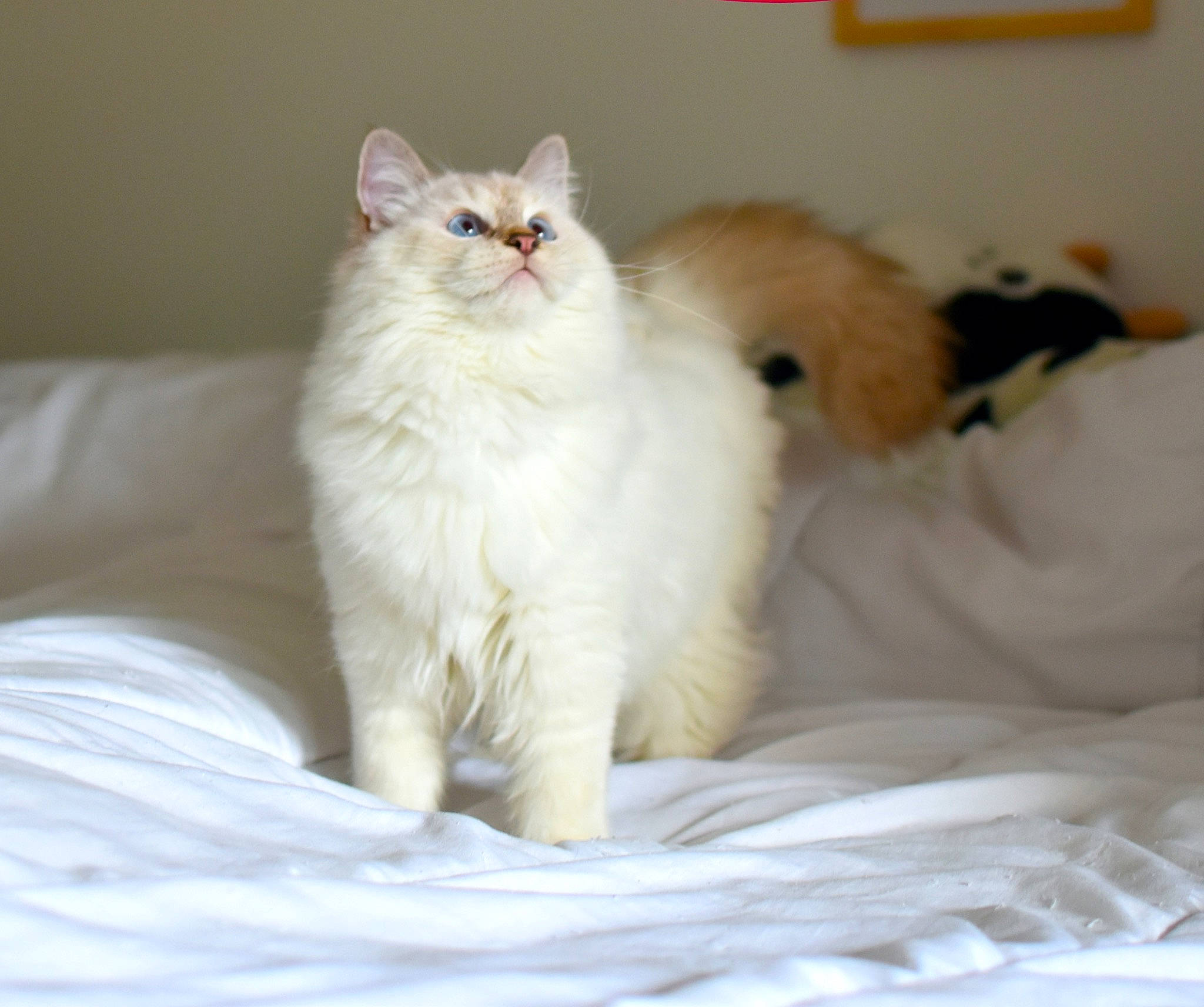 Thalia a rejoint le concours — aidez-le/la à gagner de superbes lots ! carnivore, cat, comfort, fawn, felidae, fur, paw, small_to_medium_sized_cats, snout, tail, terrestrial_animal, whiskers