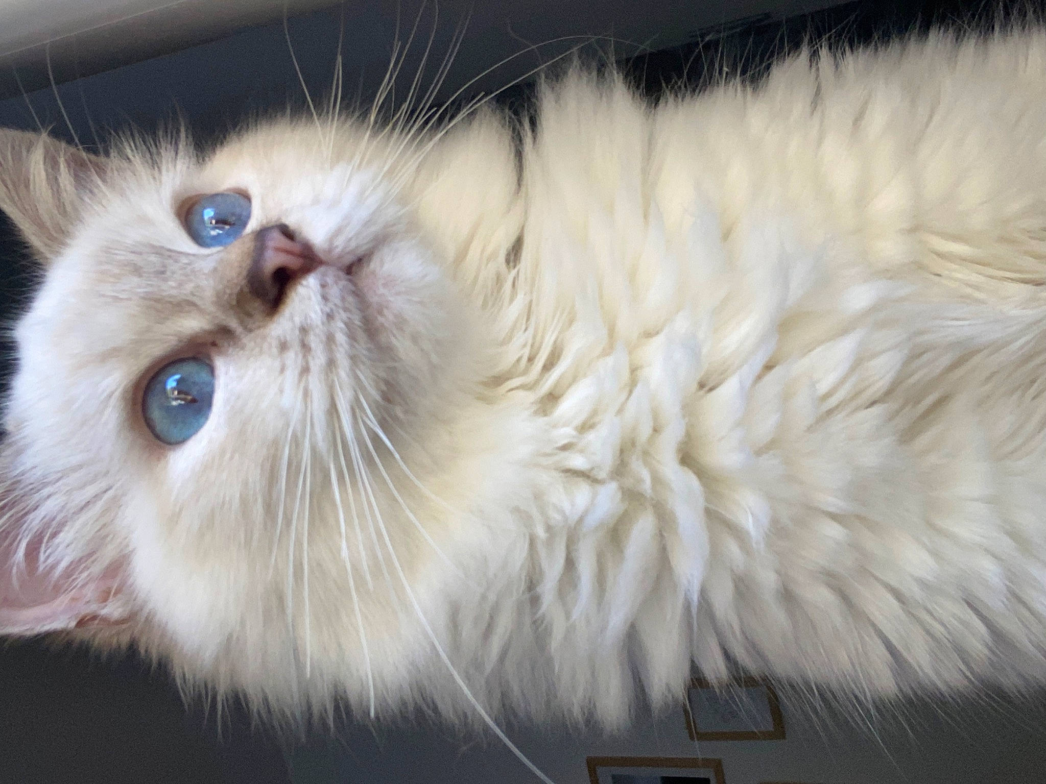 Thalia a rejoint le concours — aidez-le/la à gagner de superbes lots ! british_longhair, carnivore, cat, event, felidae, fur, persian, ragdoll, small_to_medium_sized_cats, snout, terrestrial_animal, whiskers