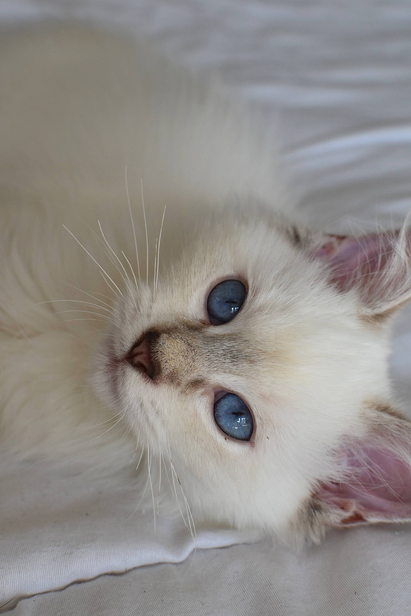 Thalia a rejoint le concours — aidez-le/la à gagner de superbes lots ! british_longhair, carnivore, cat, eye, fawn, felidae, fur, head, iris, paw, ragdoll, small_to_medium_sized_cats, snout, whiskers