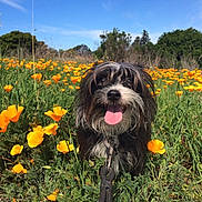 Munch joined the competition — help win amazing prizes! blue_sky, canine, close_up, dog, flower_field, grass, greenery, happy, leash, nature, orange_flowers, outdoor, pet, poppies, portrait, scruffy, smiling, spring, sunny, tongue_out