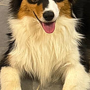 Aiko participe au concours pour gagner de l'argent avec cette photo : dog, happy, smiling, tongue_out, fluffy, tricolor, fur, pet, animal, laying_down, indoor, floor_tiles, cute, friendly, canine, ears, eyes, nose, paws, portrait