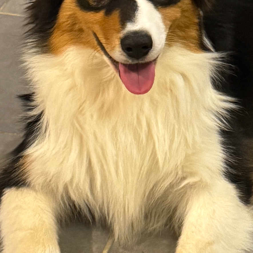 Aiko participe au concours pour gagner de l'argent avec cette photo : animal, canine, cute, dog, ears, eyes, floor_tiles, fluffy, friendly, fur, happy, indoor, laying_down, nose, paws, pet, portrait, smiling, tongue_out, tricolor