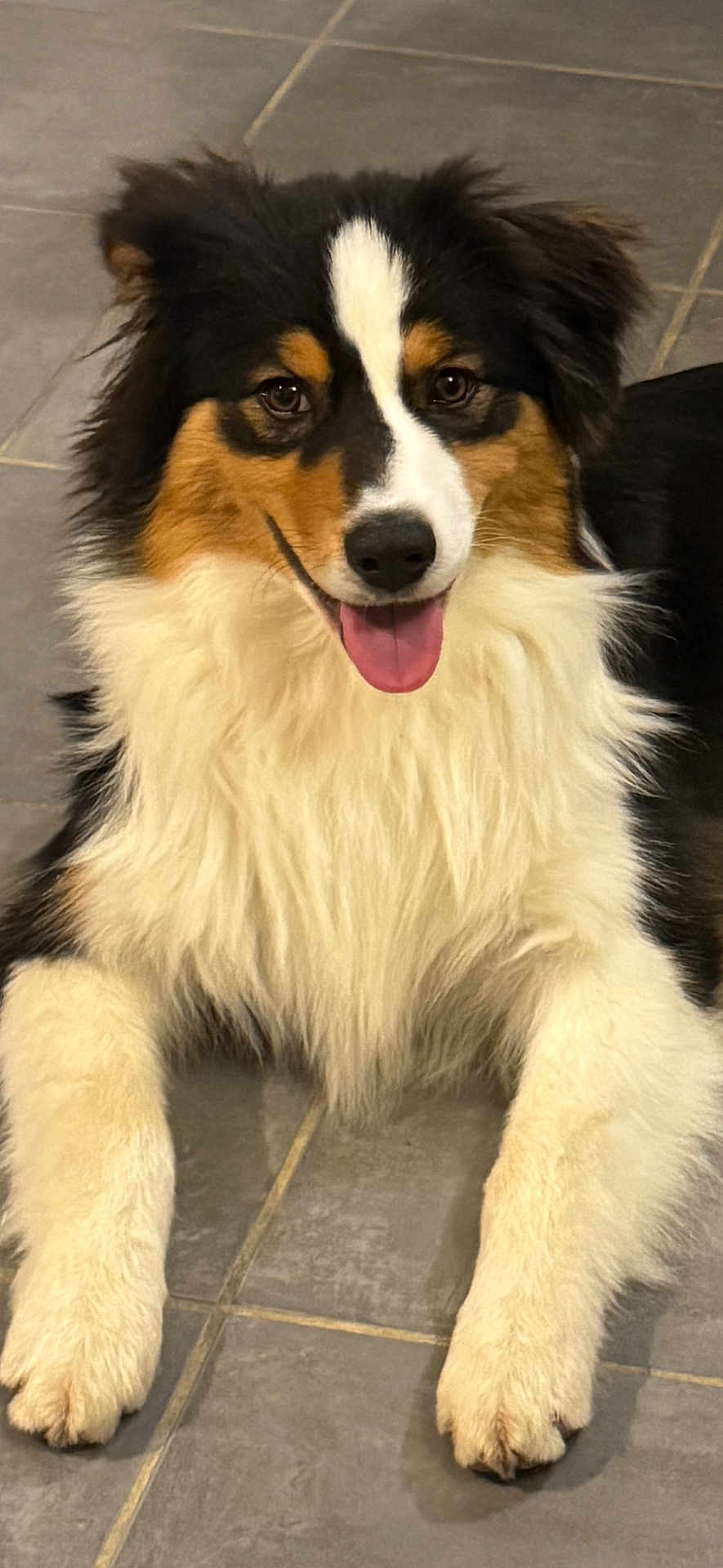 Aiko participe au concours pour gagner de l'argent avec cette photo : dog, happy, smiling, tongue_out, fluffy, tricolor, fur, pet, animal, laying_down, indoor, floor_tiles, cute, friendly, canine, ears, eyes, nose, paws, portrait