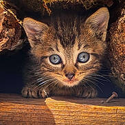 Healthy participe au concours pour gagner de l'argent avec cette photo : animal, bark, cat, close_up, curious, cute, eyes, feline, fur, kitten, nature, outdoor, pet, rustic, small, tree, whiskers, wildlife, wood, young