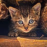 animal, bark, cat, close_up, curious, cute, eyes, feline, fur, kitten, nature, outdoor, pet, rustic, small, tree, whiskers, wildlife, wood, young