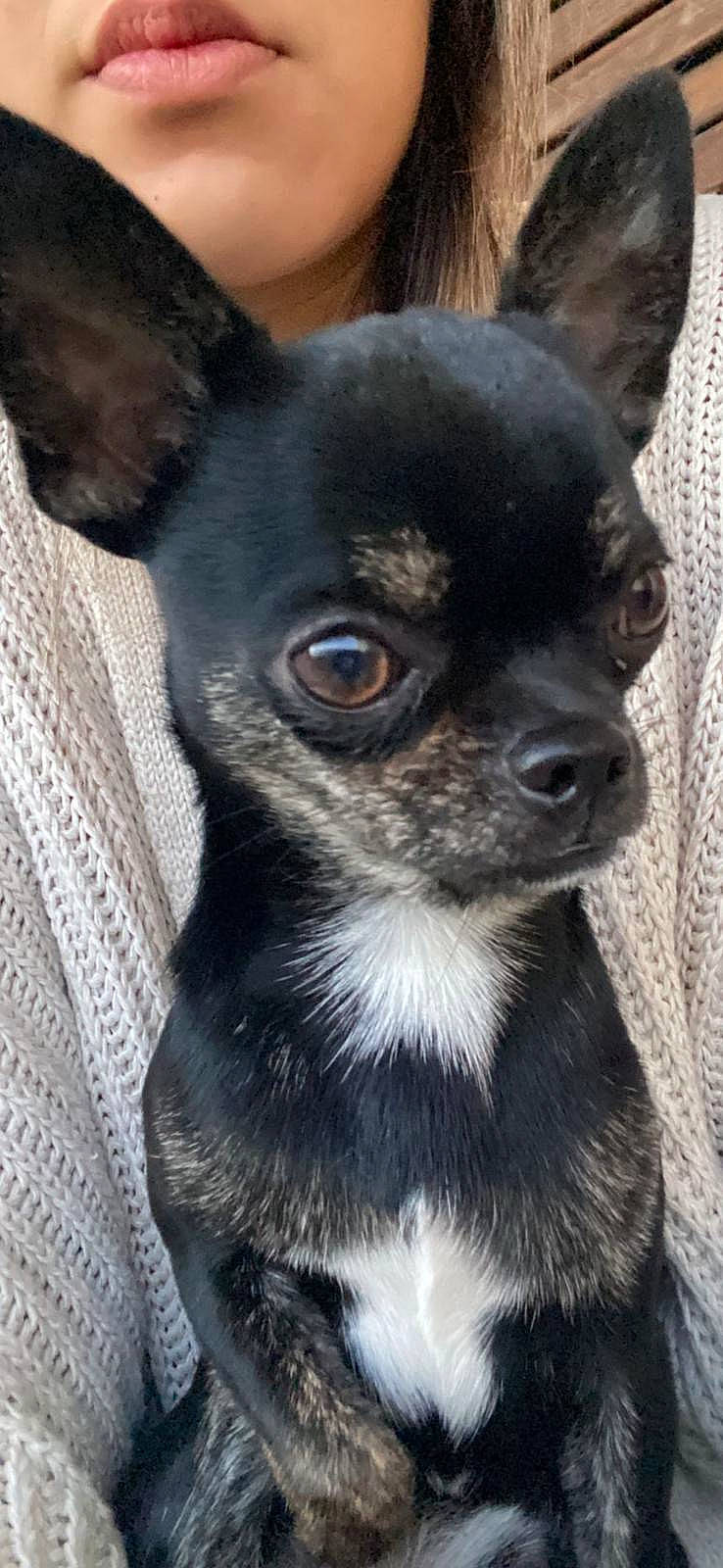 Bosko a rejoint le concours — aidez-le/la à gagner de superbes lots ! canidae, carnivore, chihuahua, collar, companion_dog, dog, dog_breed, dog_collar, dog_supply, ear, fawn, fur, non_sporting_group, russkiy_toy, snout, sporting_group, terrestrial_animal, toy_dog, whiskers, working_animal