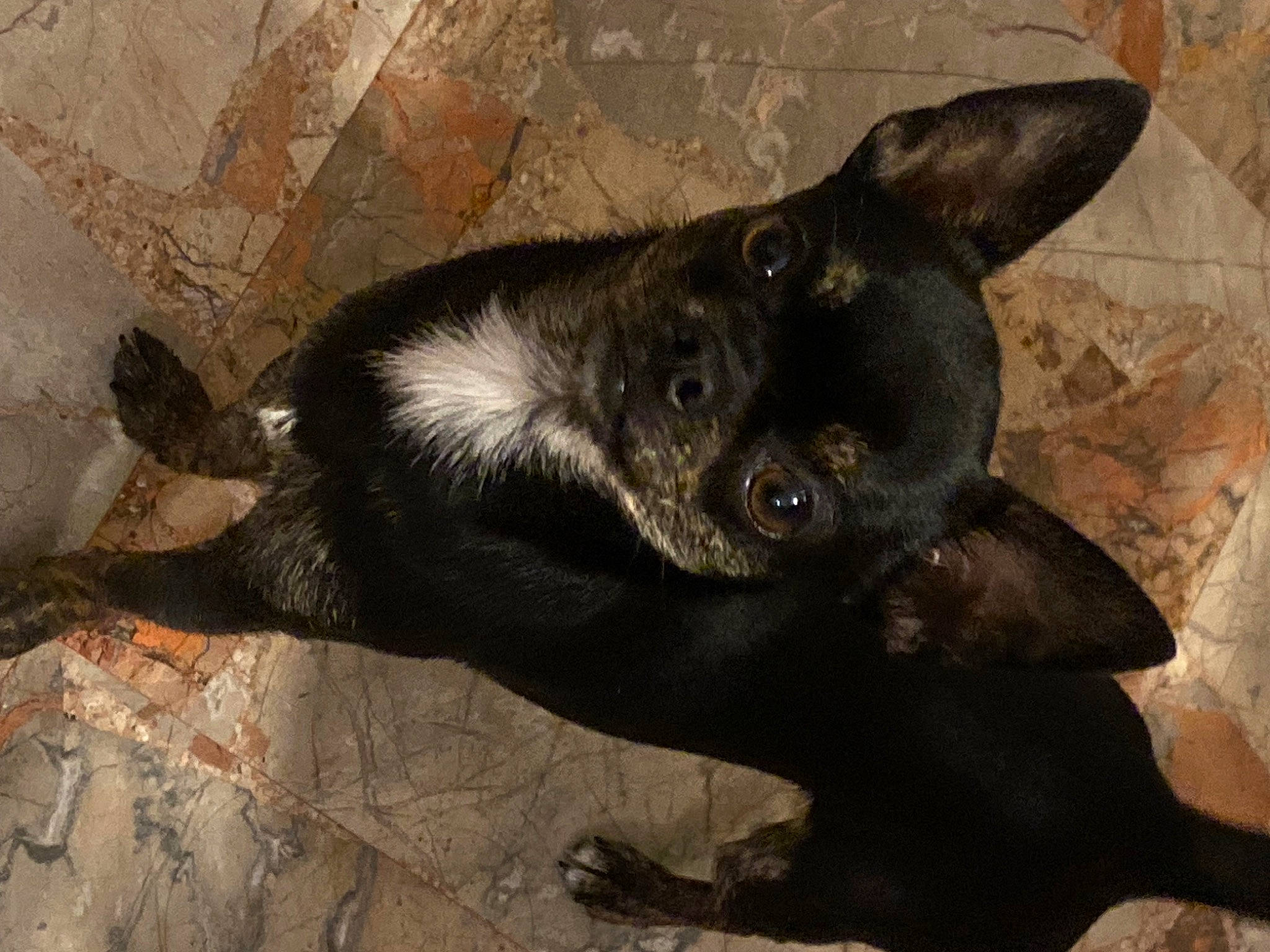 Bosko a rejoint le concours — aidez-le/la à gagner de superbes lots ! canidae, carnivore, companion_dog, dog_breed, ear, eye, fawn, felidae, fur, liver, mammal, paw, small_to_medium_sized_cats, snout, sporting_group, tail, terrestrial_animal, whiskers, wildlife, working_animal