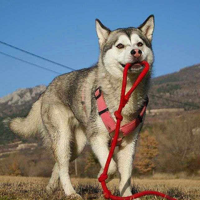 Alaska a rejoint le concours — aidez-le/la à gagner de superbes lots !