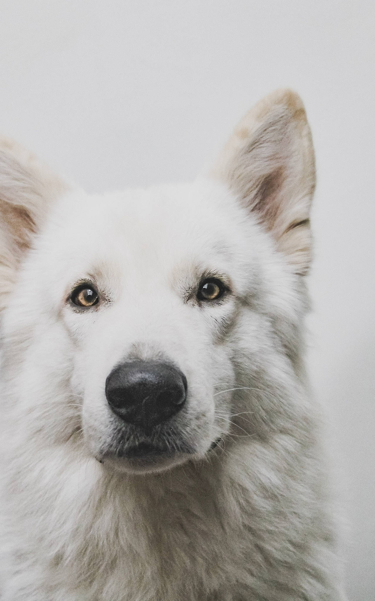 Kenaï a rejoint le concours — aidez-le/la à gagner de superbes lots ! american_eskimo_dog, ancient_dog_breeds, atmospheric_phenomenon, berger_blanc_suisse, canadian_eskimo_dog, canidae, carnivore, dog, dog_breed, kintamani, mammal, rare_breed_dog, samoyed, snout, vertebrate, white, white_shepherd