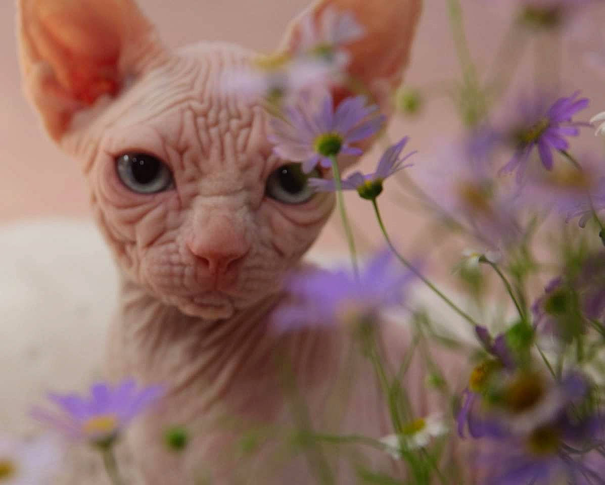 Mew participe au concours pour gagner de l'argent avec cette photo : carnivore, cat, cornish_rex, devon_rex, donskoy, fawn, felidae, kitten, mammal, organism, oriental_shorthair, peterbald, plant, rex_cat, small_to_medium_sized_cats, snout, sphynx, ukrainian_levkoy, vertebrate, whiskers