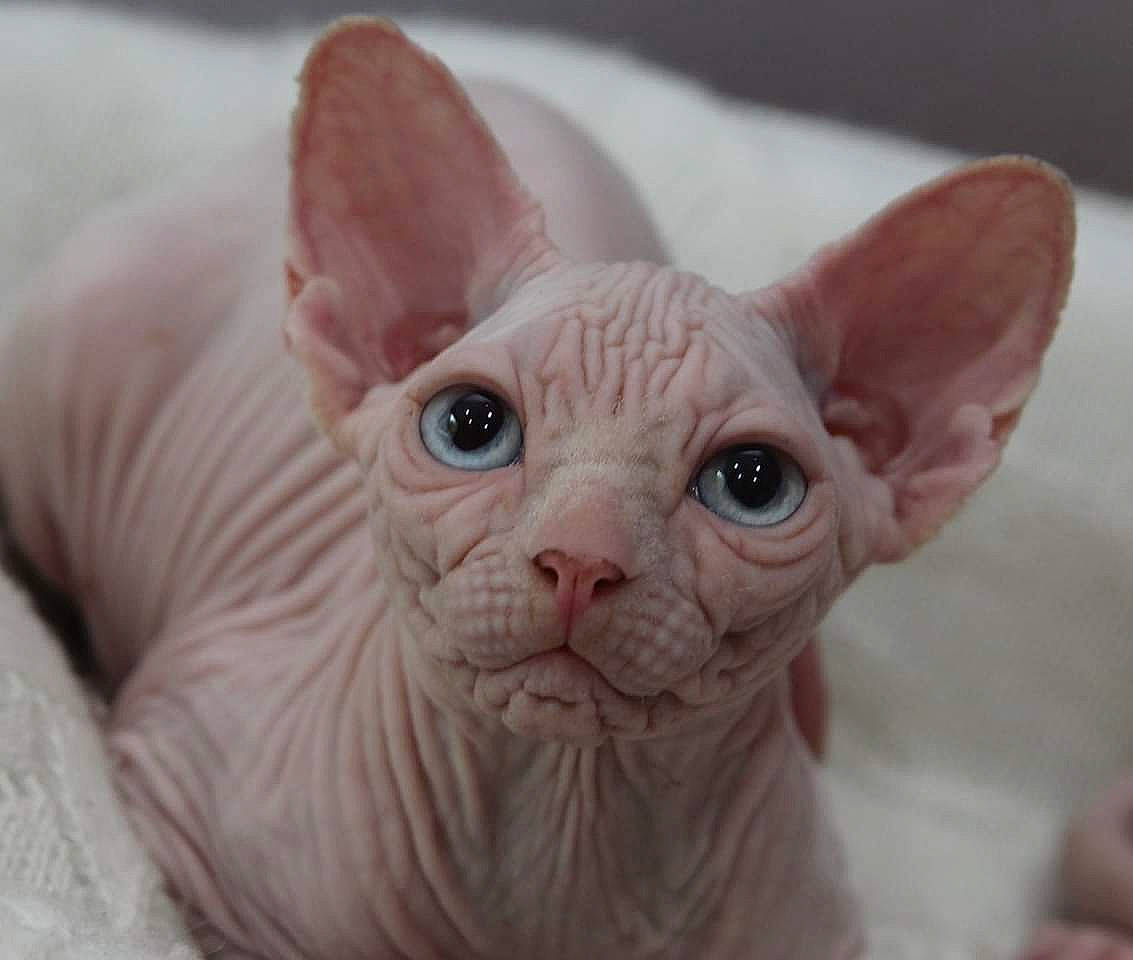 Mew participe au concours pour gagner de l'argent avec cette photo : carnivore, cat, cornish_rex, devon_rex, donskoy, ear, felidae, kitten, mammal, peterbald, rex_cat, small_to_medium_sized_cats, snout, sphynx, ukrainian_levkoy, vertebrate, whiskers