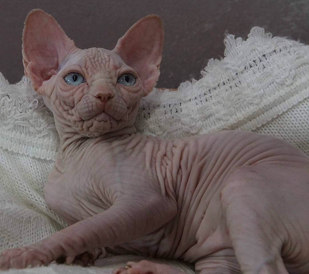 Mew participe au concours pour gagner de l'argent avec cette photo : carnivore, cat, cornish_rex, devon_rex, donskoy, fawn, felidae, kitten, mammal, peterbald, rex_cat, small_to_medium_sized_cats, sphynx, ukrainian_levkoy, vertebrate, whiskers