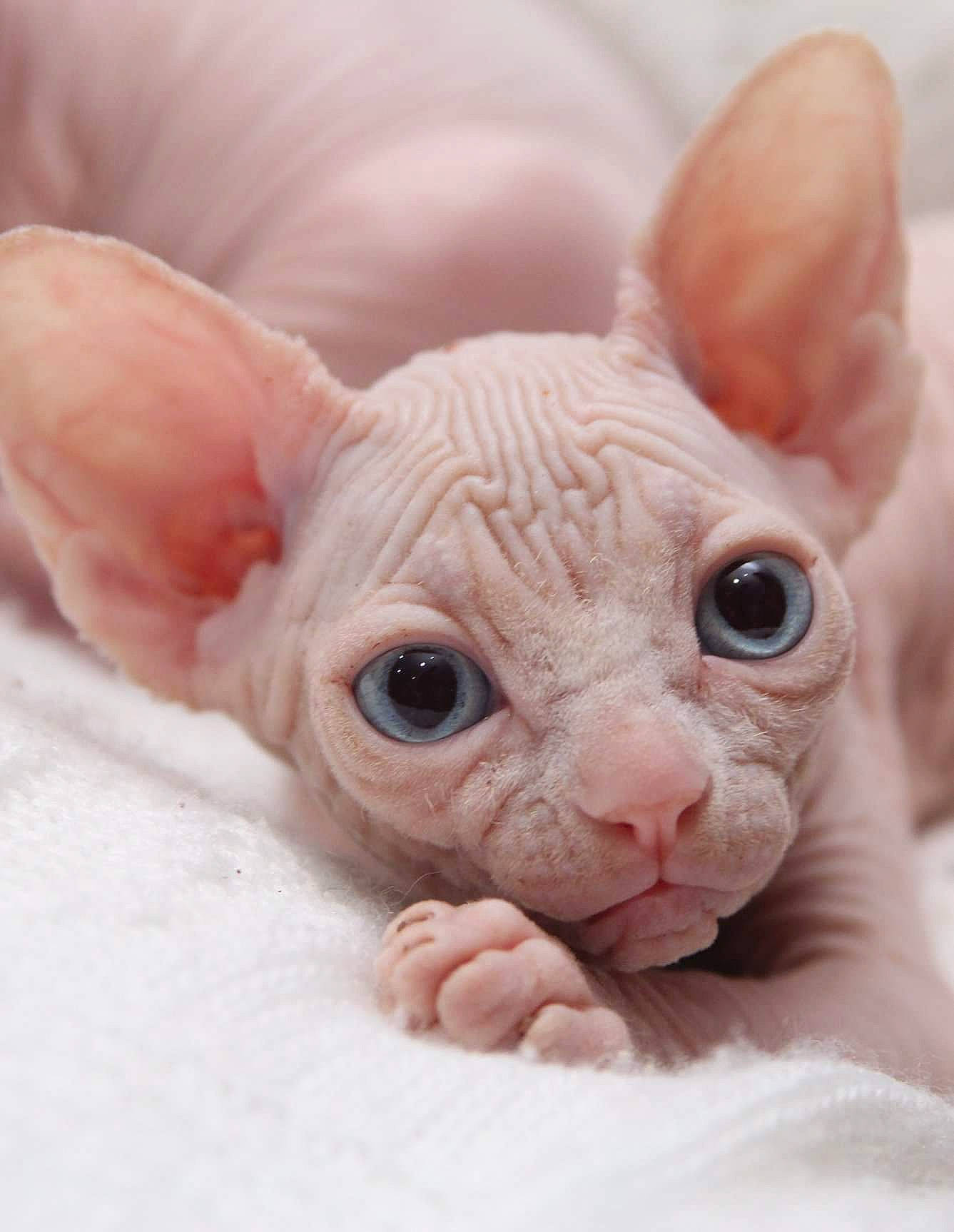 Mew a rejoint le concours — aidez-le/la à gagner de superbes lots ! carnivore, cat, cornish_rex, devon_rex, donskoy, ear, fawn, felidae, kitten, mammal, peterbald, rex_cat, skin, small_to_medium_sized_cats, snout, sphynx, ukrainian_levkoy, vertebrate, whiskers
