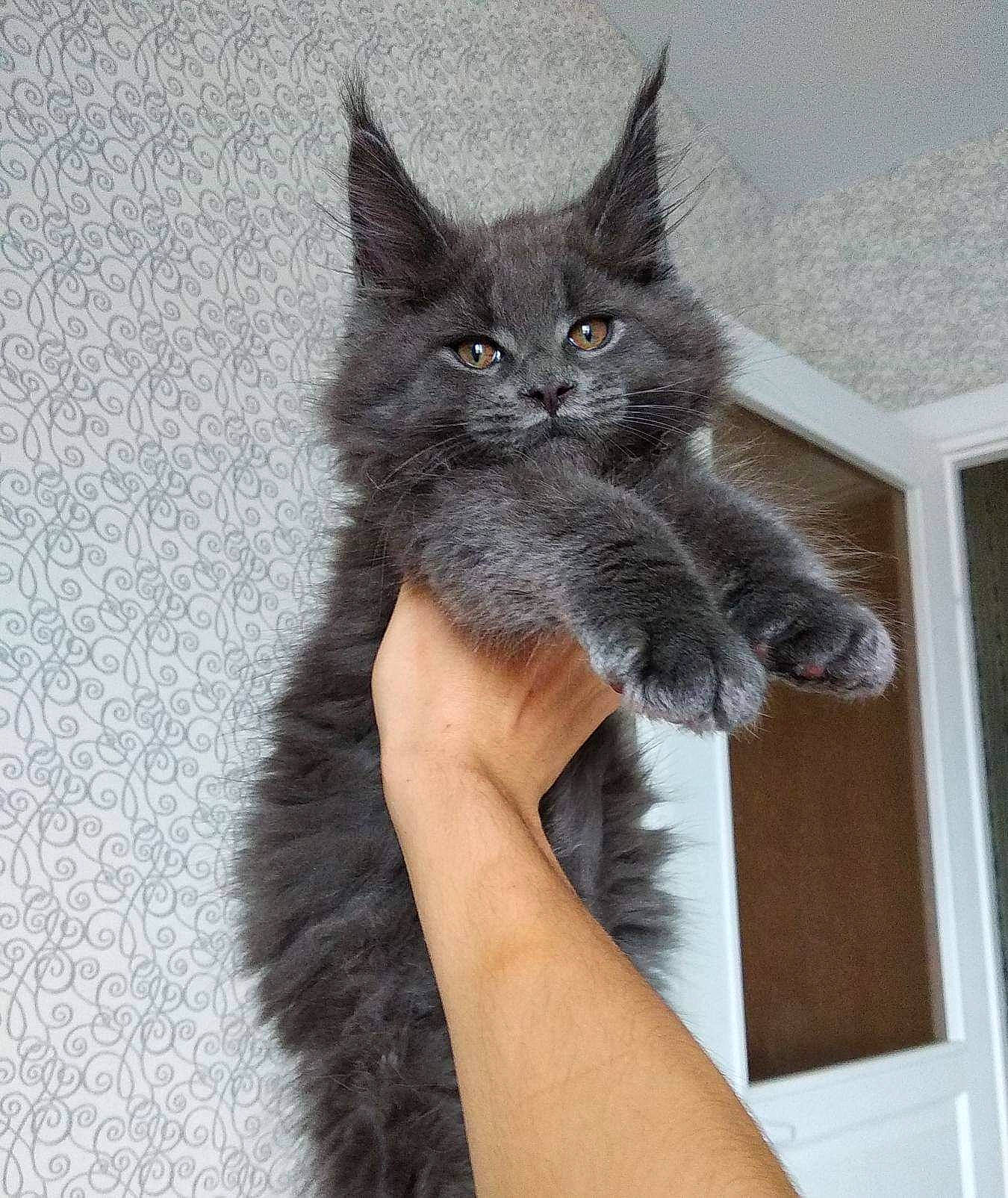 Obito participe au concours pour gagner de l'argent avec cette photo : asian, asian_semi_longhair, british_longhair, british_semi_longhair, carnivore, cat, domestic_long_haired_cat, domestic_short_haired_cat, fawn, felidae, kitten, maine_coon, mammal, nebelung, norwegian_forest_cat, polydactyl_cat, small_to_medium_sized_cats, vertebrate, whiskers