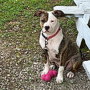 Oakley joined the competition — help win amazing prizes! dog, brindle, white, sitting, toy, pink, spiky_toy, grass, gravel, outdoor, picnic_table, wood, collar, leash, pet, animal, playful, nature, summer, daylight