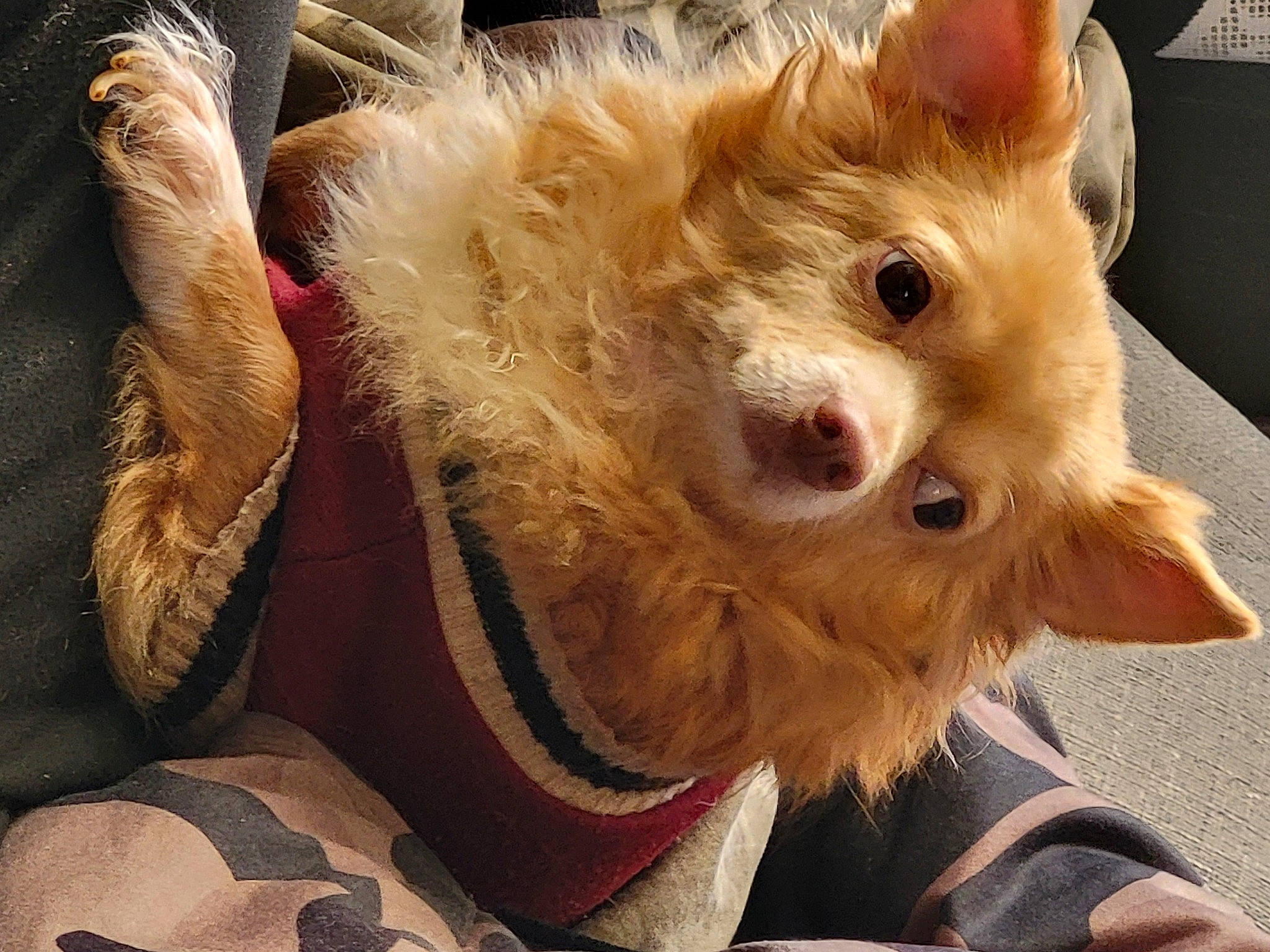 Tchicco participe au concours pour gagner de l'argent avec cette photo : canidae, carnivore, claw, companion_dog, dog_breed, fawn, felidae, fur, paw, plant, small_to_medium_sized_cats, sporting_group, sunglasses, terrestrial_animal, toy, toy_dog, whiskers