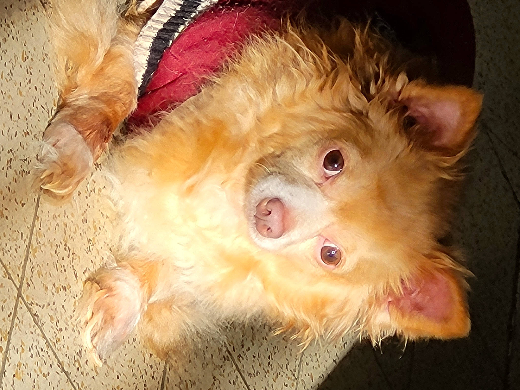 Tchicco participe au concours pour gagner de l'argent avec cette photo : canidae, carnivore, companion_dog, dog_breed, fawn, felidae, fur, liver, paw, peach, small_to_medium_sized_cats, snout, sporting_group, toy_dog, whiskers