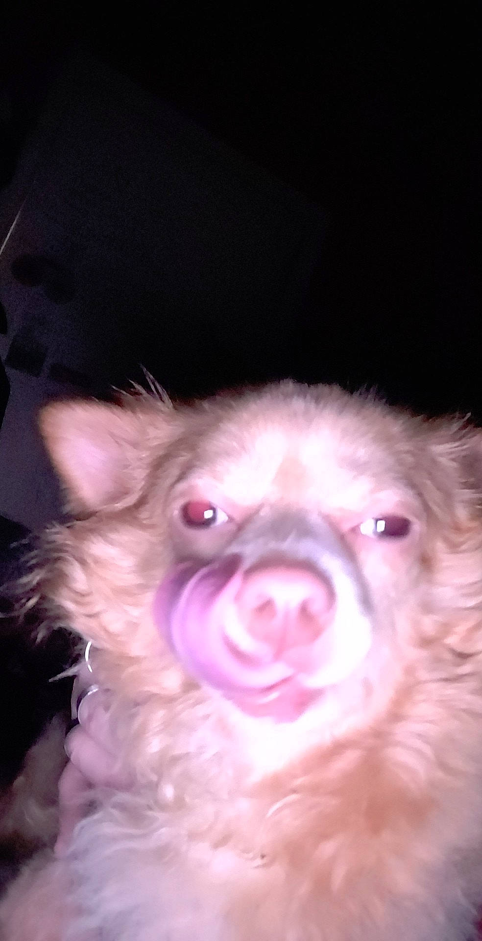 Tchicco a rejoint le concours — aidez-le/la à gagner de superbes lots ! canidae, carnivore, close_up, companion_dog, dog, dog_breed, ear, fawn, fur, jaw, liver, magenta, pink, snout, sporting_group, suidae, toy_dog, whiskers, working_animal, wrinkle