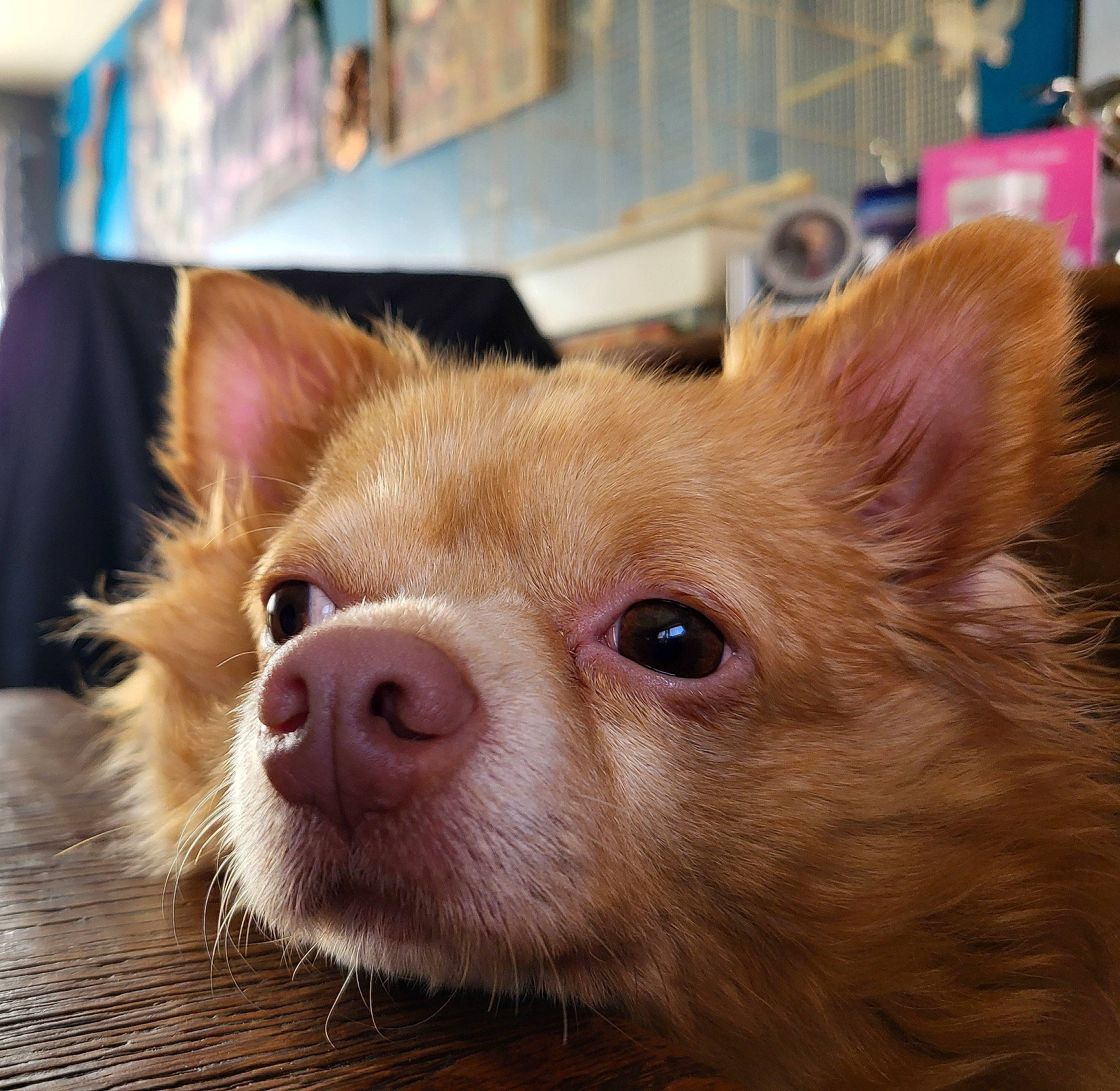 Tchicco participe au concours pour gagner de l'argent avec cette photo : canidae, carnivore, companion_dog, corgi_chihuahua, dog, dog_breed, ear, eye, eyelash, fawn, fur, head, iris, snout, sporting_group, terrestrial_animal, toy_dog, whiskers, wood, working_animal