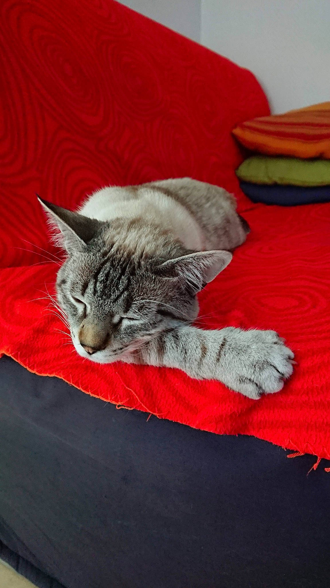 Oreo participe au concours pour gagner de l'argent avec cette photo : bed, bed_sheet, bedding, carnivore, cat, claw, comfort, couch, domestic_short_haired_cat, felidae, fur, grey, linens, mammal, nap, paw, small_to_medium_sized_cats, tail, vertebrate, whiskers