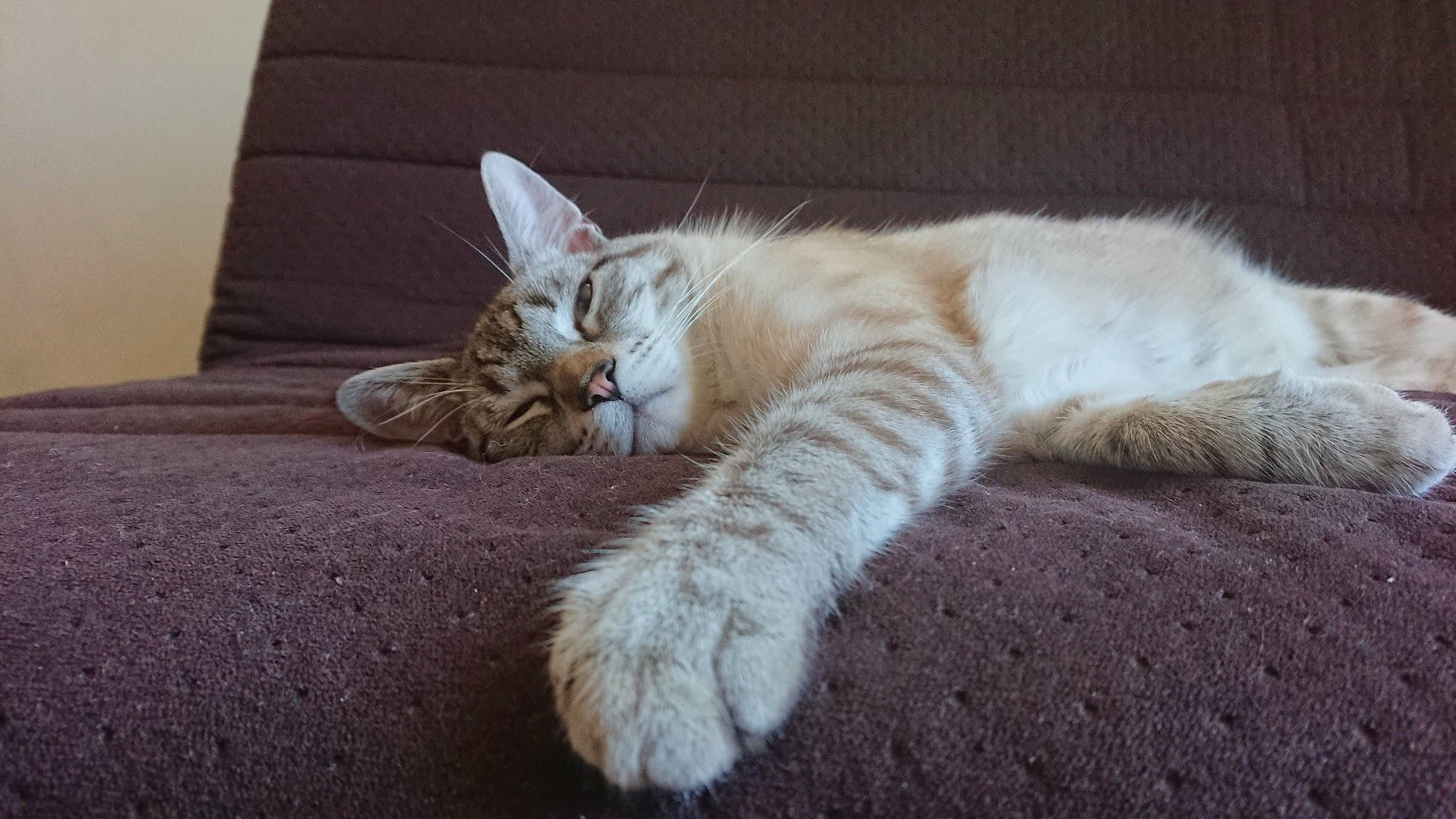 Oreo participe au concours pour gagner de l'argent avec cette photo : bed, carnivore, cat, claw, comfort, domestic_short_haired_cat, eye, fawn, felidae, foot, fur, nap, paw, sitting, small_to_medium_sized_cats, snout, tail, whiskers, window, wood