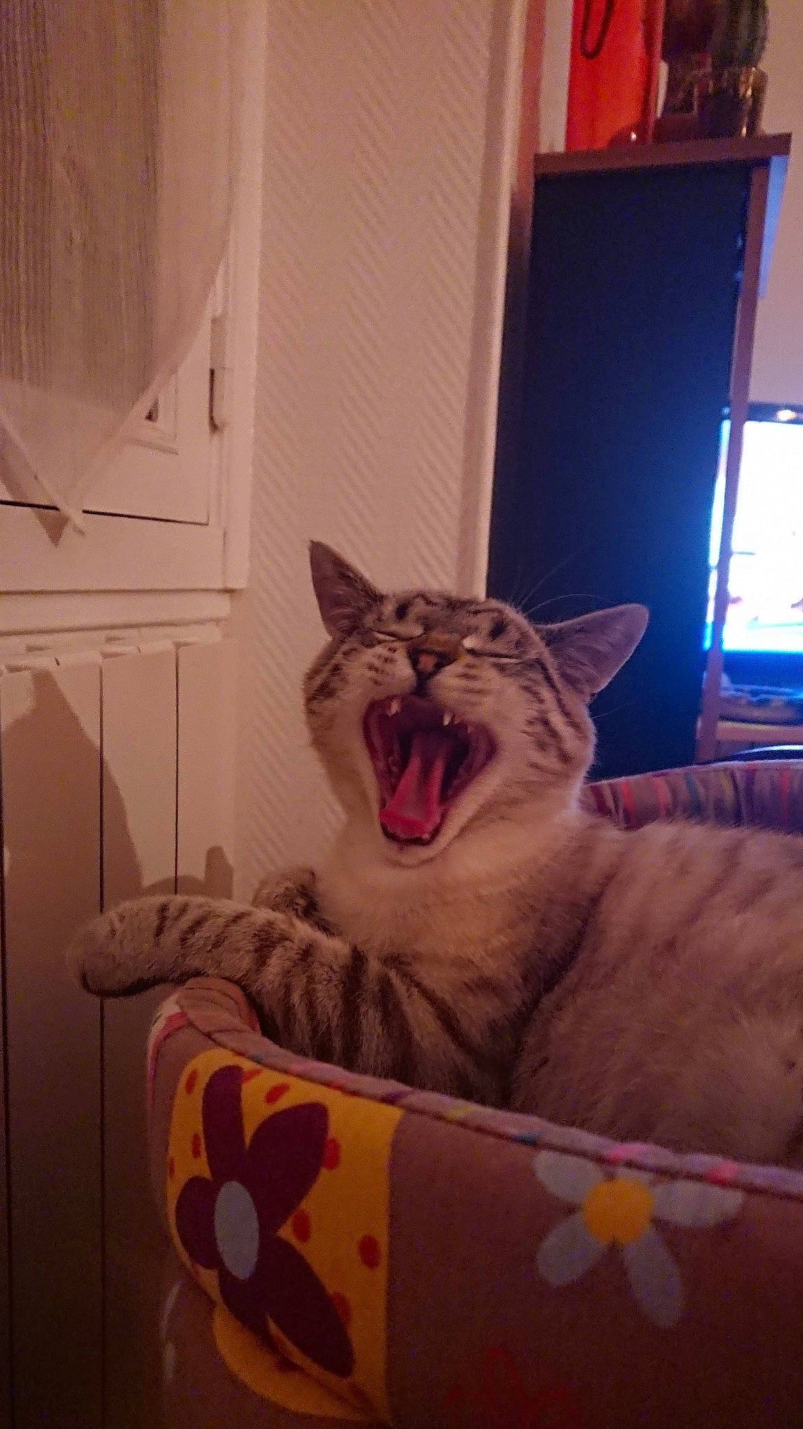 Oreo participe au concours pour gagner de l'argent avec cette photo : carnivore, cat, comfort, domestic_short_haired_cat, door, fang, felidae, flooring, fur, jaw, paw, room, sitting, small_to_medium_sized_cats, snout, tail, terrestrial_animal, whiskers, window, yawn